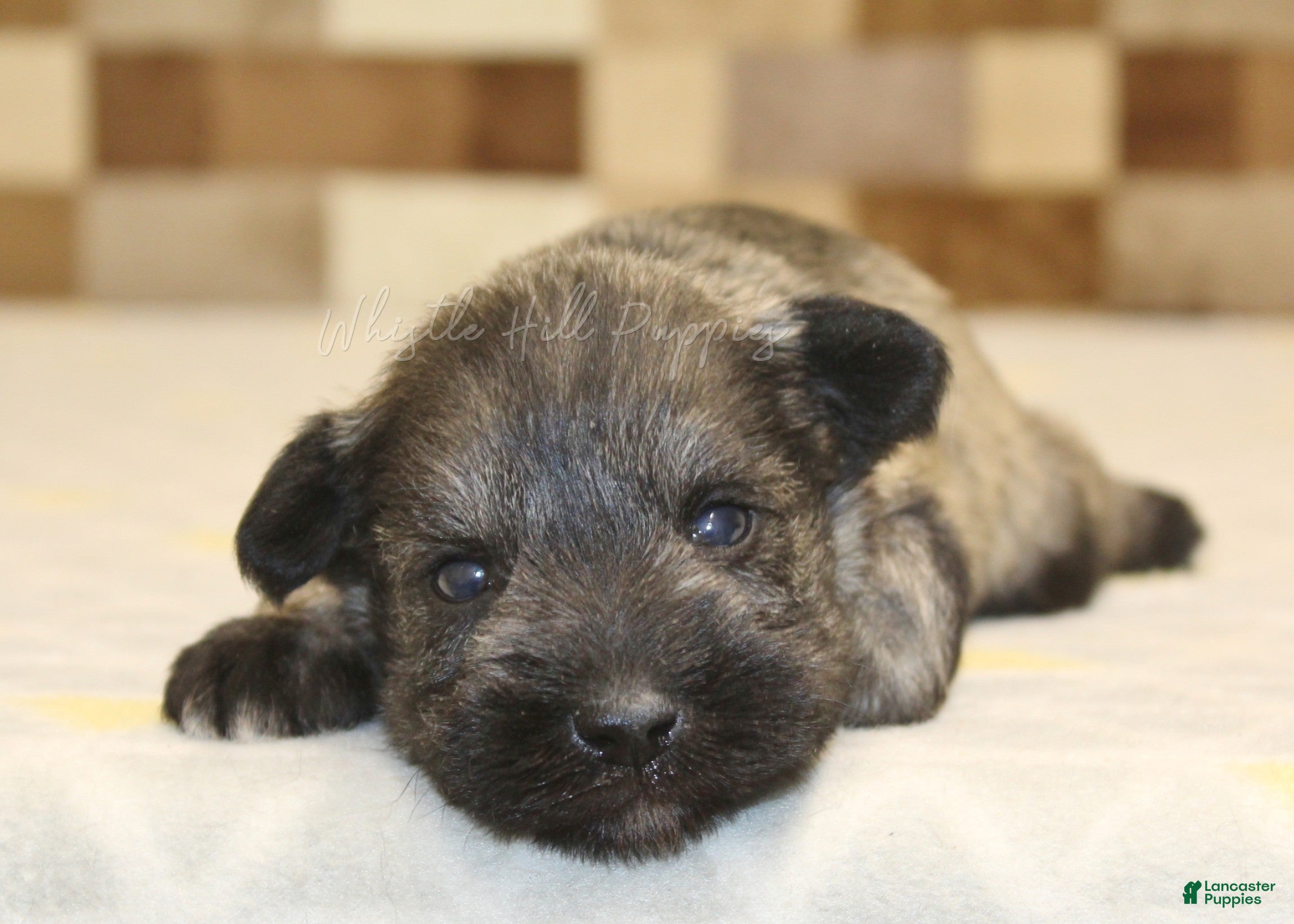 Miniature Schnauzer dogs Queen - Ad 2