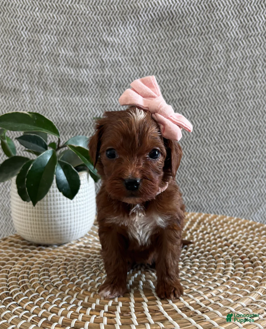 Irish Doodle dogs for sale: Sweetie - Ad 3