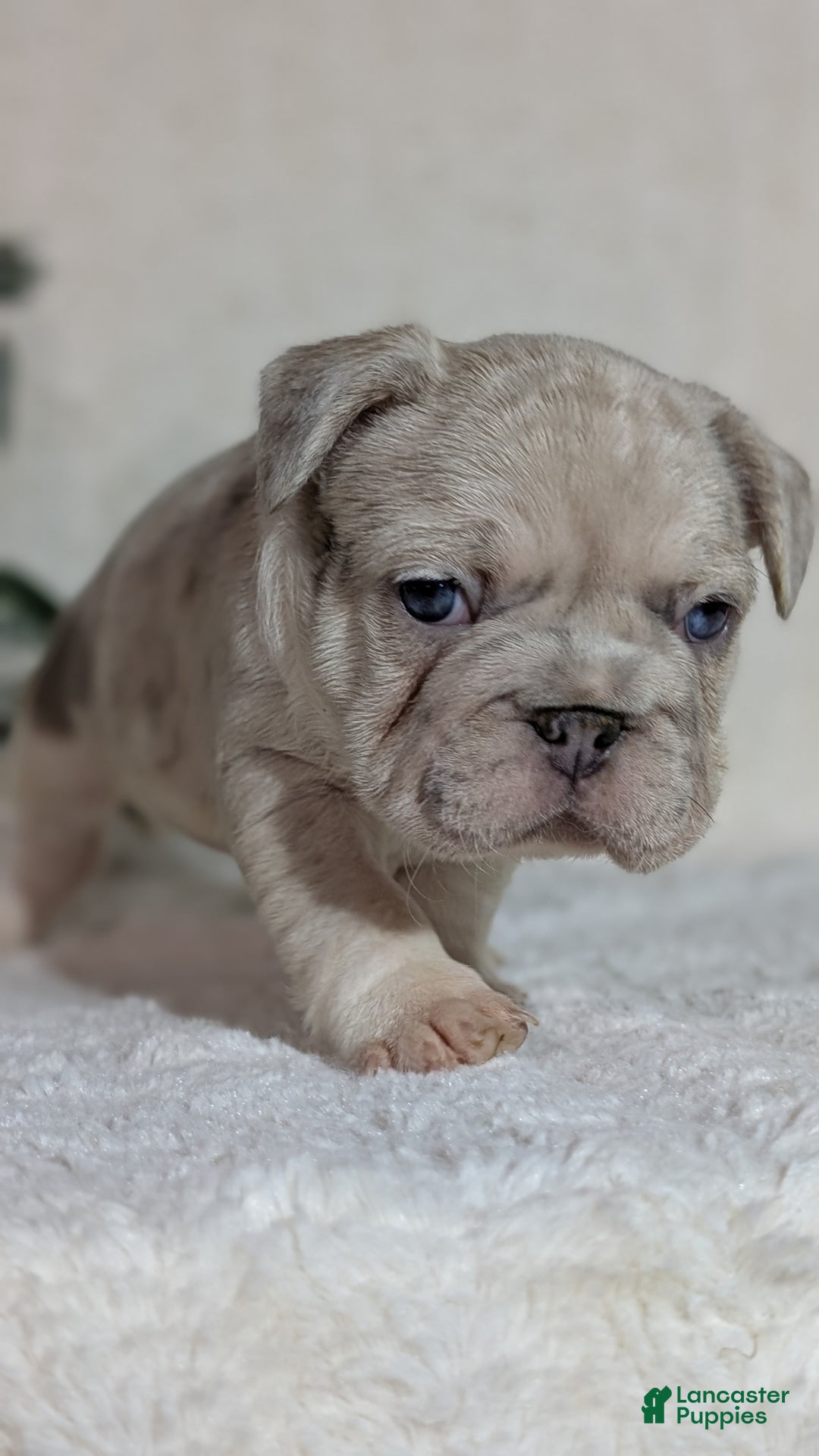 French Bulldog dogs for sale: Tiana - Ad 11