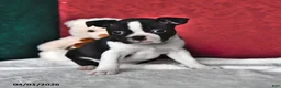 Boston Terrier dogs for sale: Sierra - Ad 2
