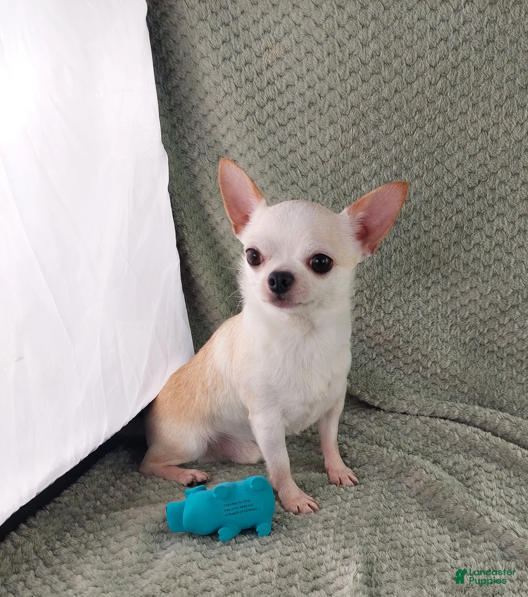 Chihuahua dogs for sale: AKC Masie  - Ad 14