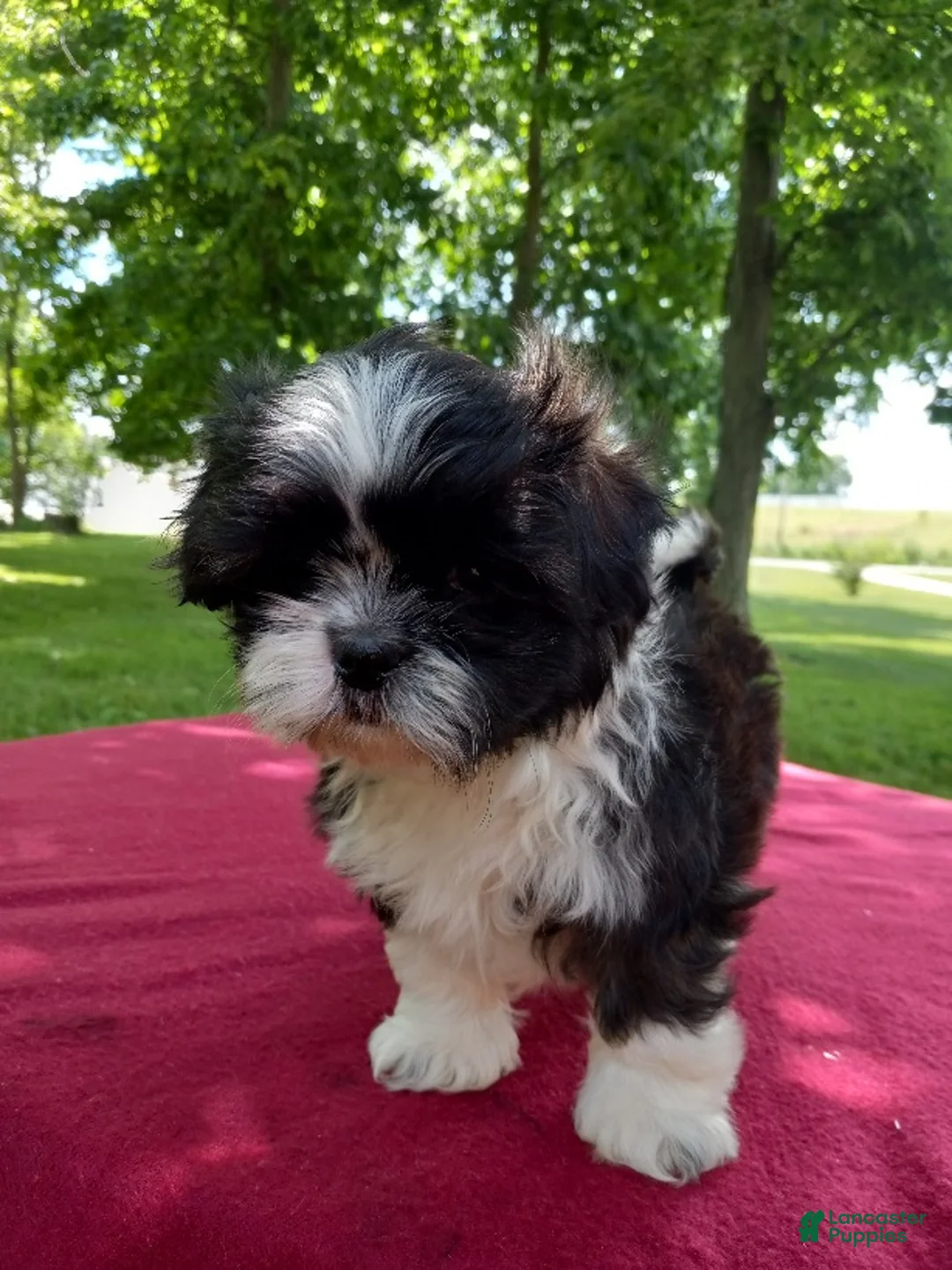 Shih Tzu dogs for sale: Bonnie - Ad 2