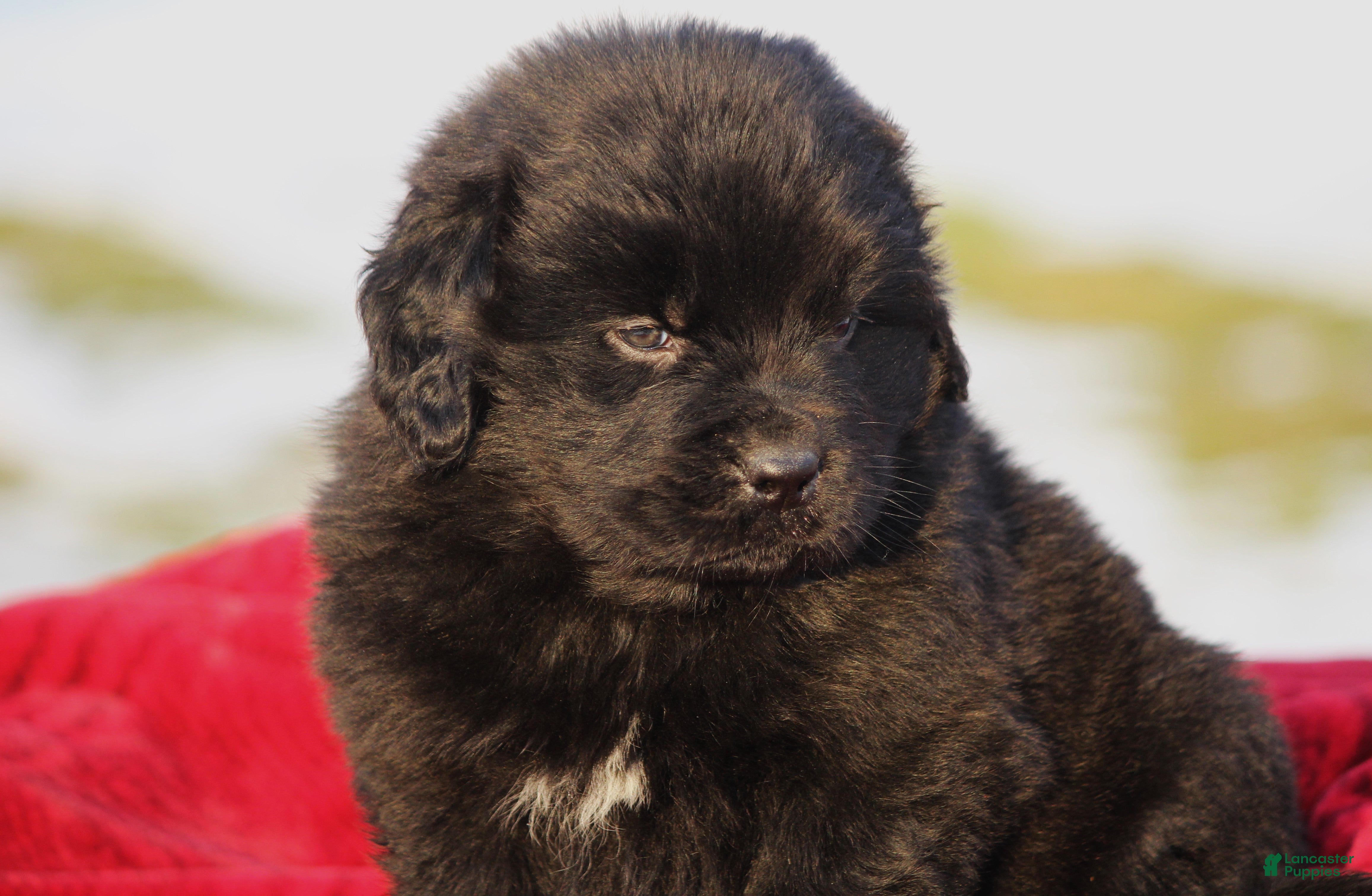 Newfoundland dogs Tia - Ad 27