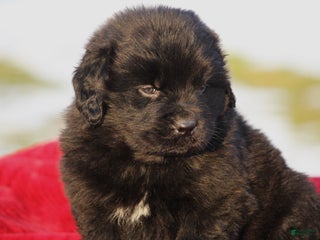 Newfoundland dogs Tia - Ad 27