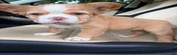 French Bulldog dogs for sale: French Bulldog 2 - Ad 1