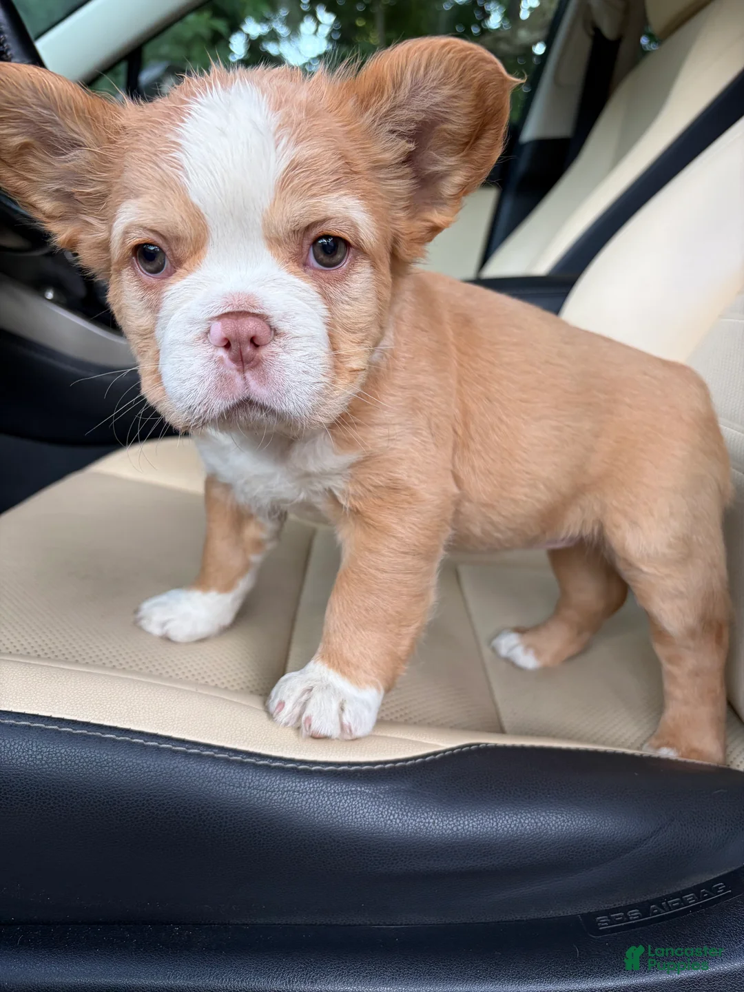 French Bulldog dogs for sale: French Bulldog 2 - Ad 1