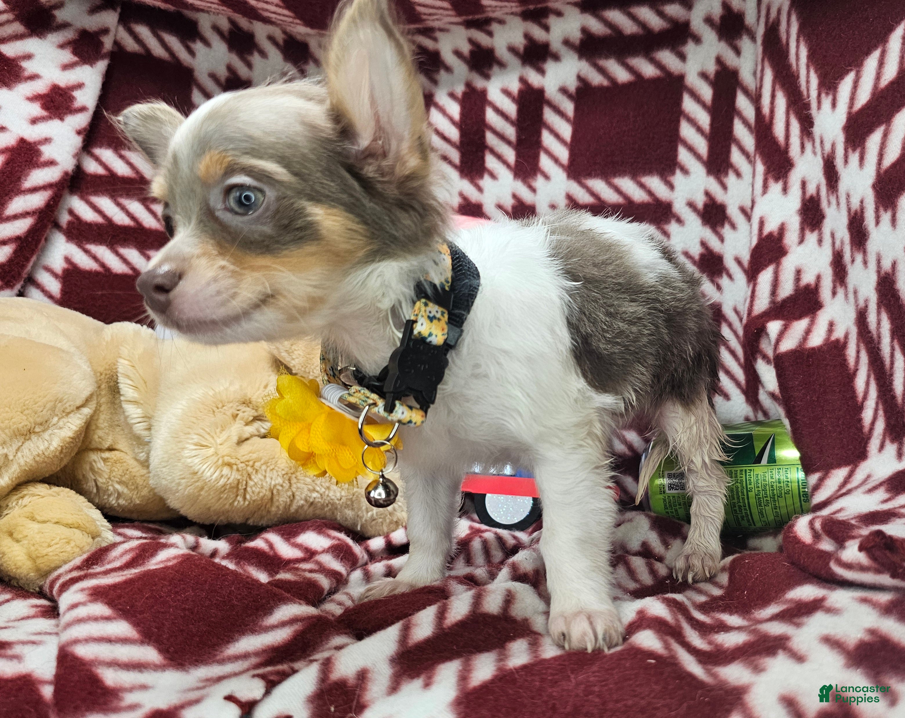 Chihuahua dogs Ali Babba (long-hair) - Ad 3