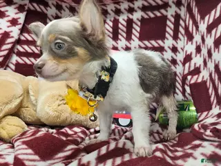 Chihuahua dogs Ali Babba (long-hair) - Ad 16