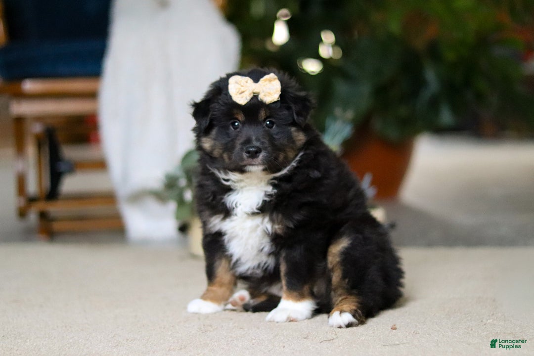 Miniature Australian Shepherd dogs for sale: Tracy - Ad 2
