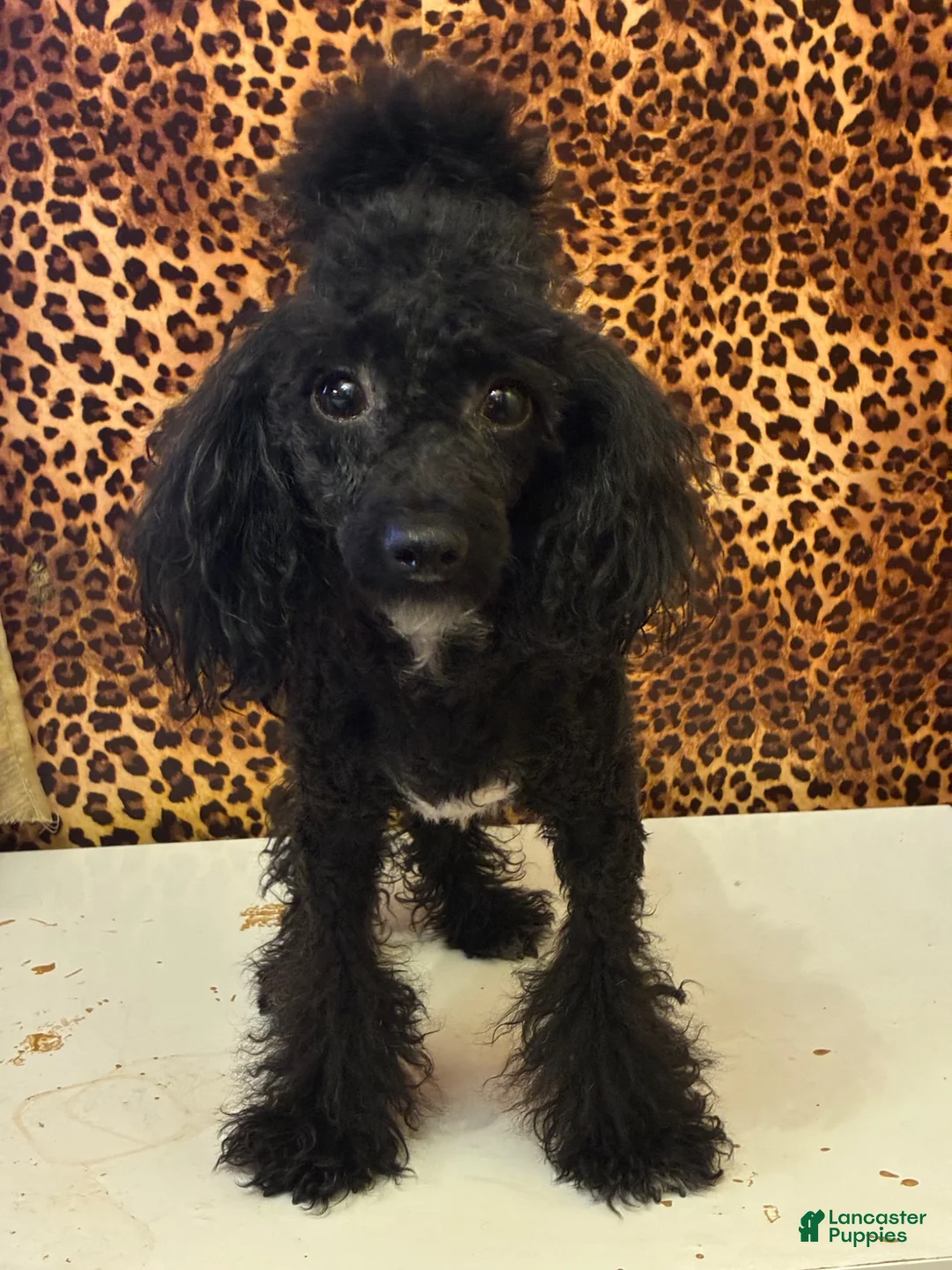 Toy Poodle dogs for sale: MERESANHK TUT - Ad 5