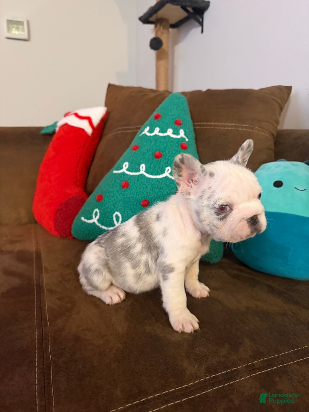 French Bulldog dogs for sale: Autumn - Ad 2