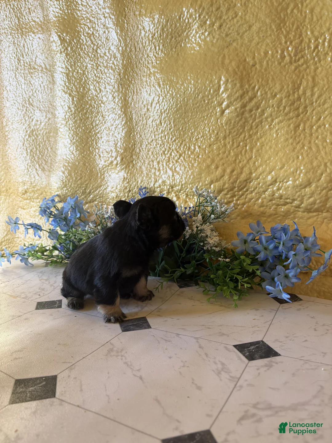 French Bulldog dogs for sale: French Bulldog Puppy 1 Cocoa - Ad 5