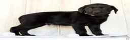 Labrador Retriever dogs for sale: Ricky - Ad 4