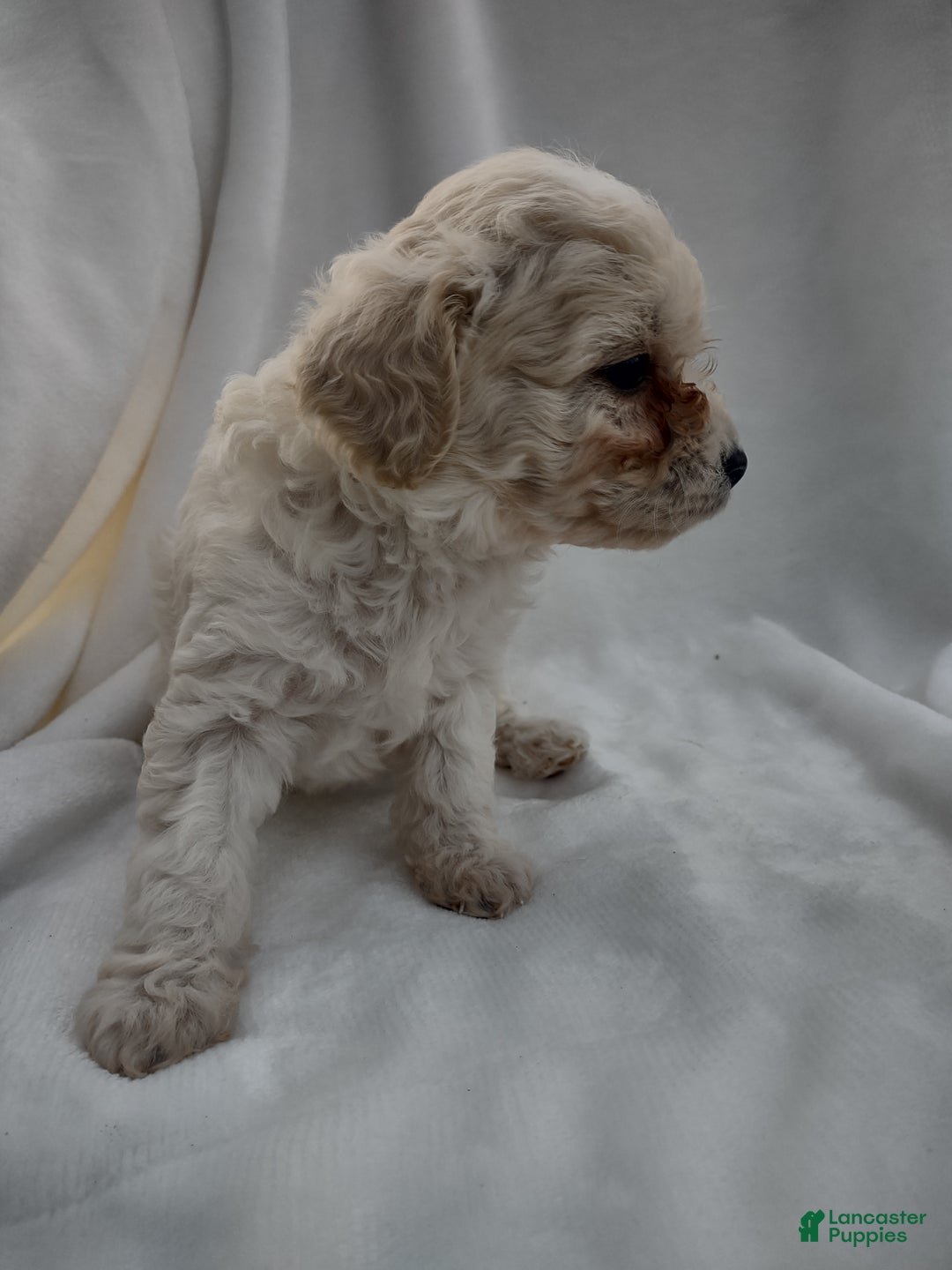 Chipoo dogs for sale: Janeen - Ad 8