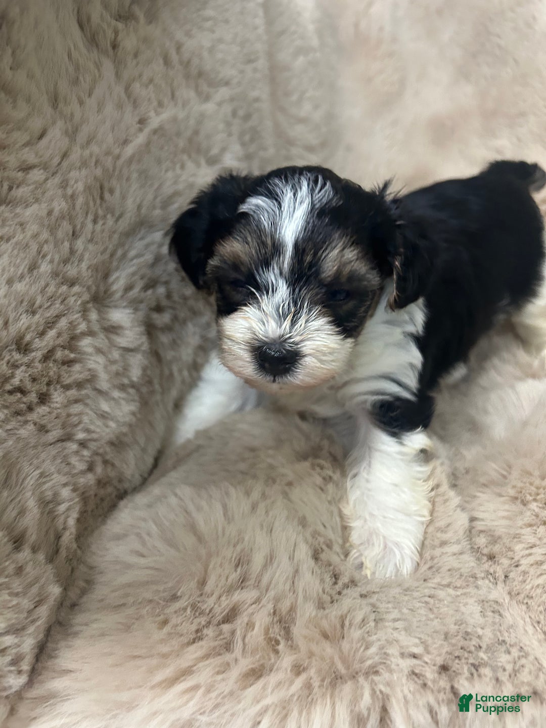 Morkie dogs for sale: Charlie - Ad 8