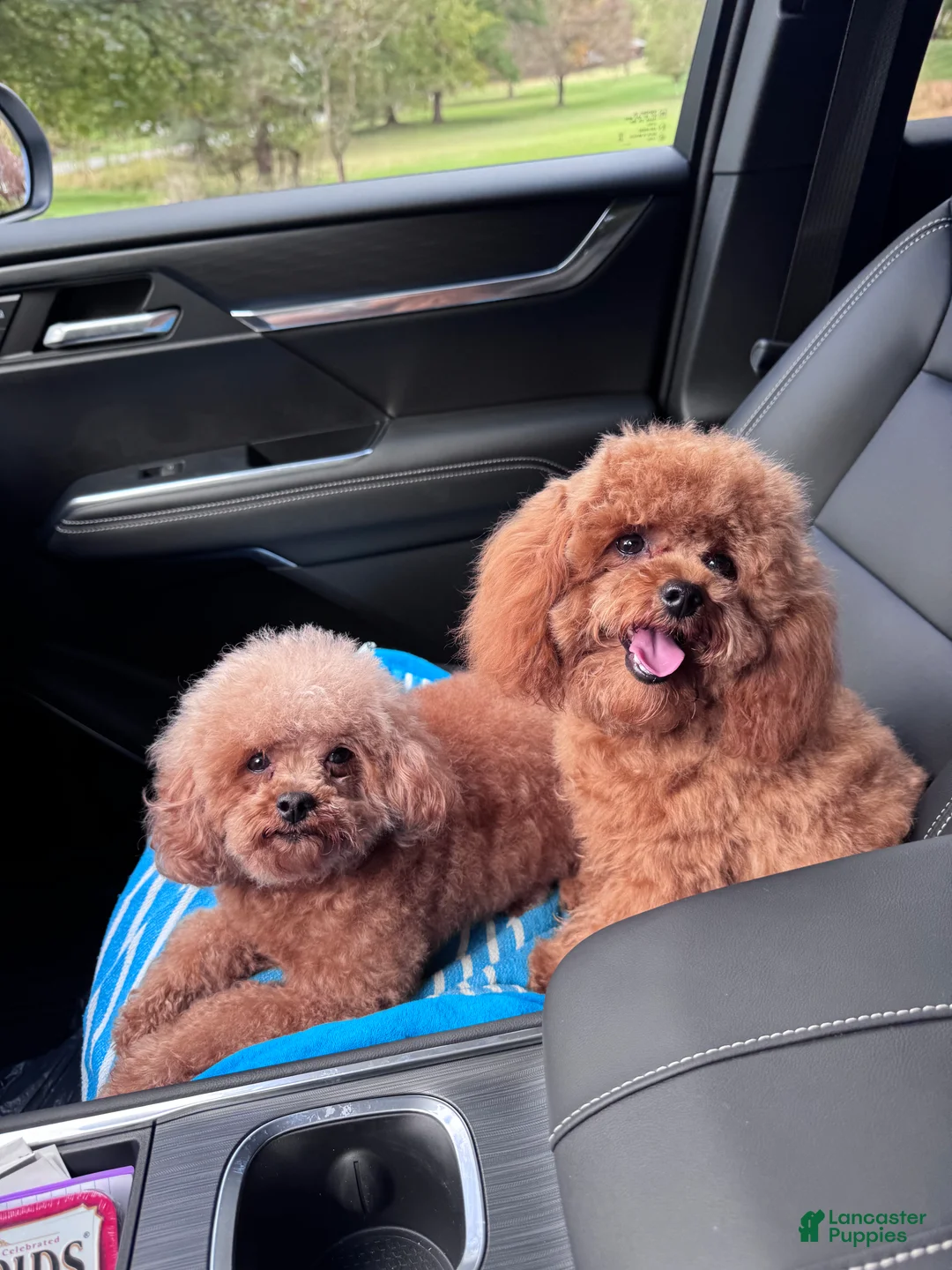 Maltipoo dogs for sale: Maltipoo Puppy 1 - Ad 9