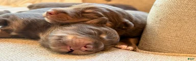 Australian Shepherd 1