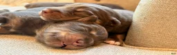 Australian Shepherd dogs for sale: Australian Shepherd 1 - Ad 1