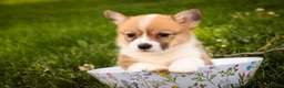 Welsh Corgi Pembroke dogs for sale: Zoe - Ad 2