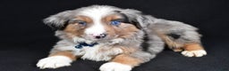 Miniature Australian Shepherd dogs for sale: Winston - Ad 9