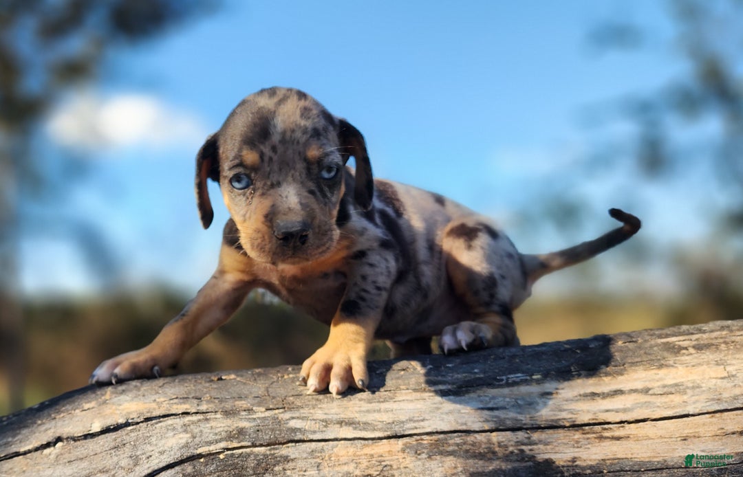 Catahoula Leopard Dog dogs for sale: Houdini 2025 Female 1 - Ad 2