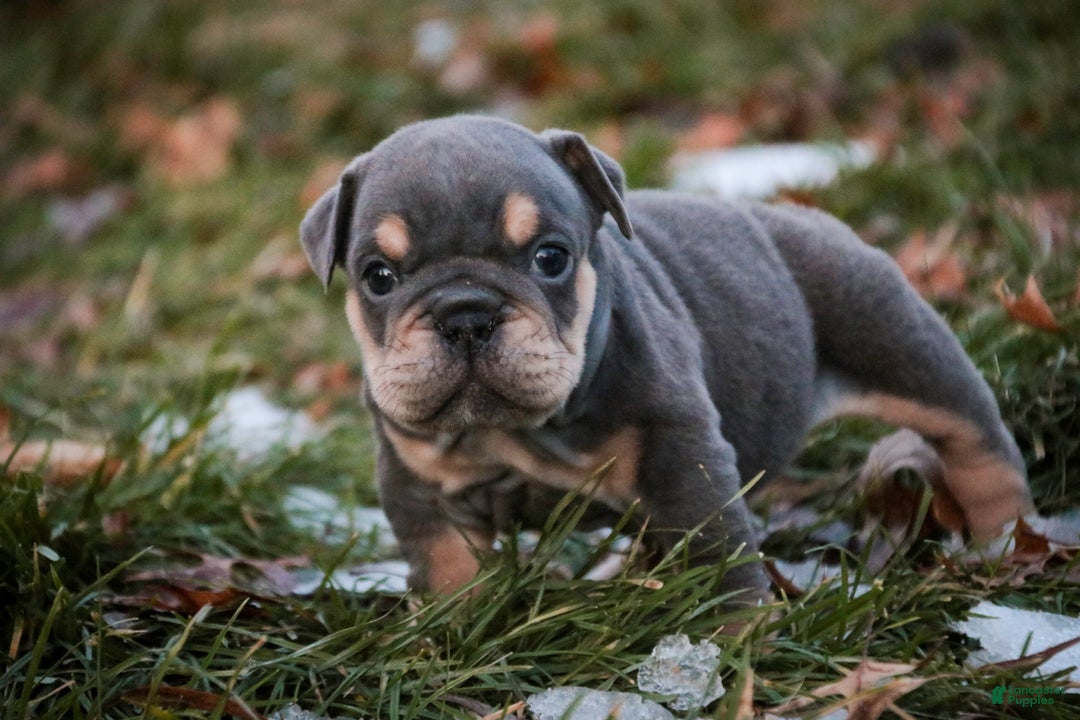 English Bulldog dogs for sale: Xena - Ad 7