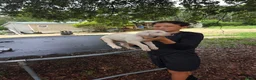 Dogo Argentino dogs for sale: Dogo Argentino Puppy 1 - Ad 8