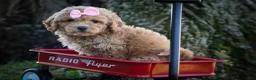 Bichpoo dogs for sale: Nessa Rose🎀 - Ad 13