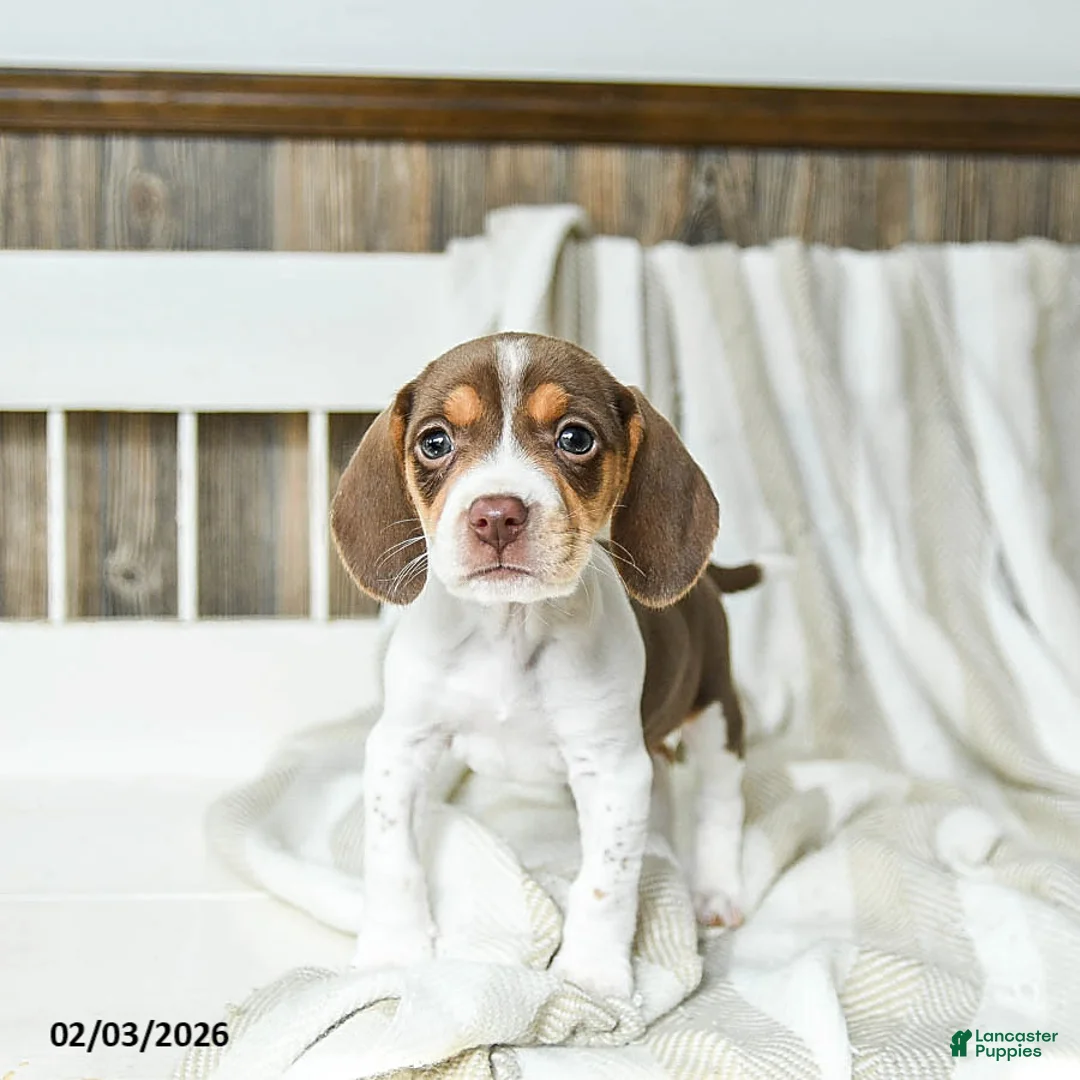 Beagle dogs for sale: Caramel - Ad 2