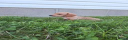 Dachshund dogs for sale: Travis - Ad 3