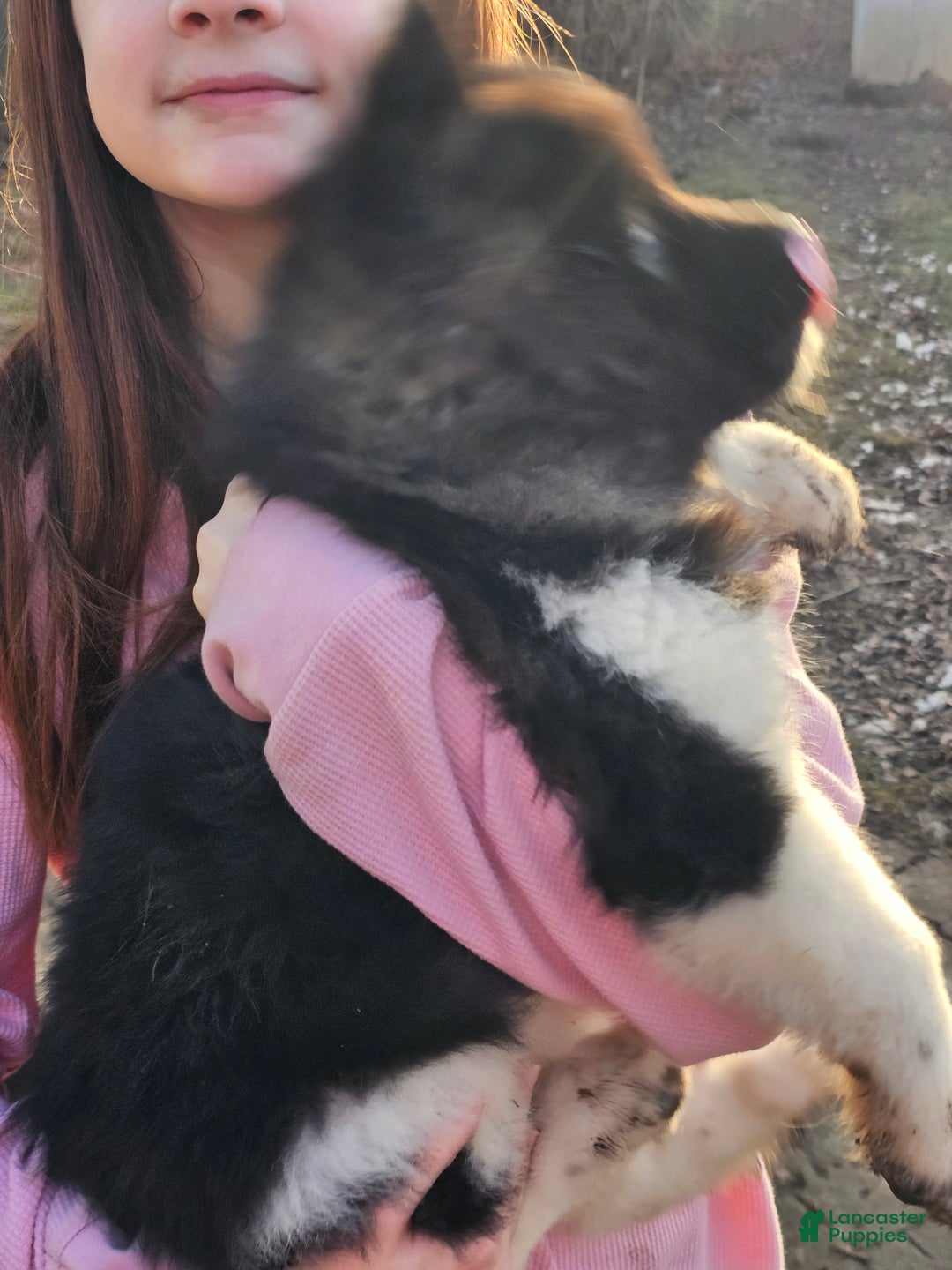 Akita dogs for sale: Domino - Ad 2