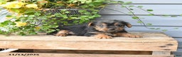 Yorkshire Terrier dogs for sale: Hershey - Ad 2