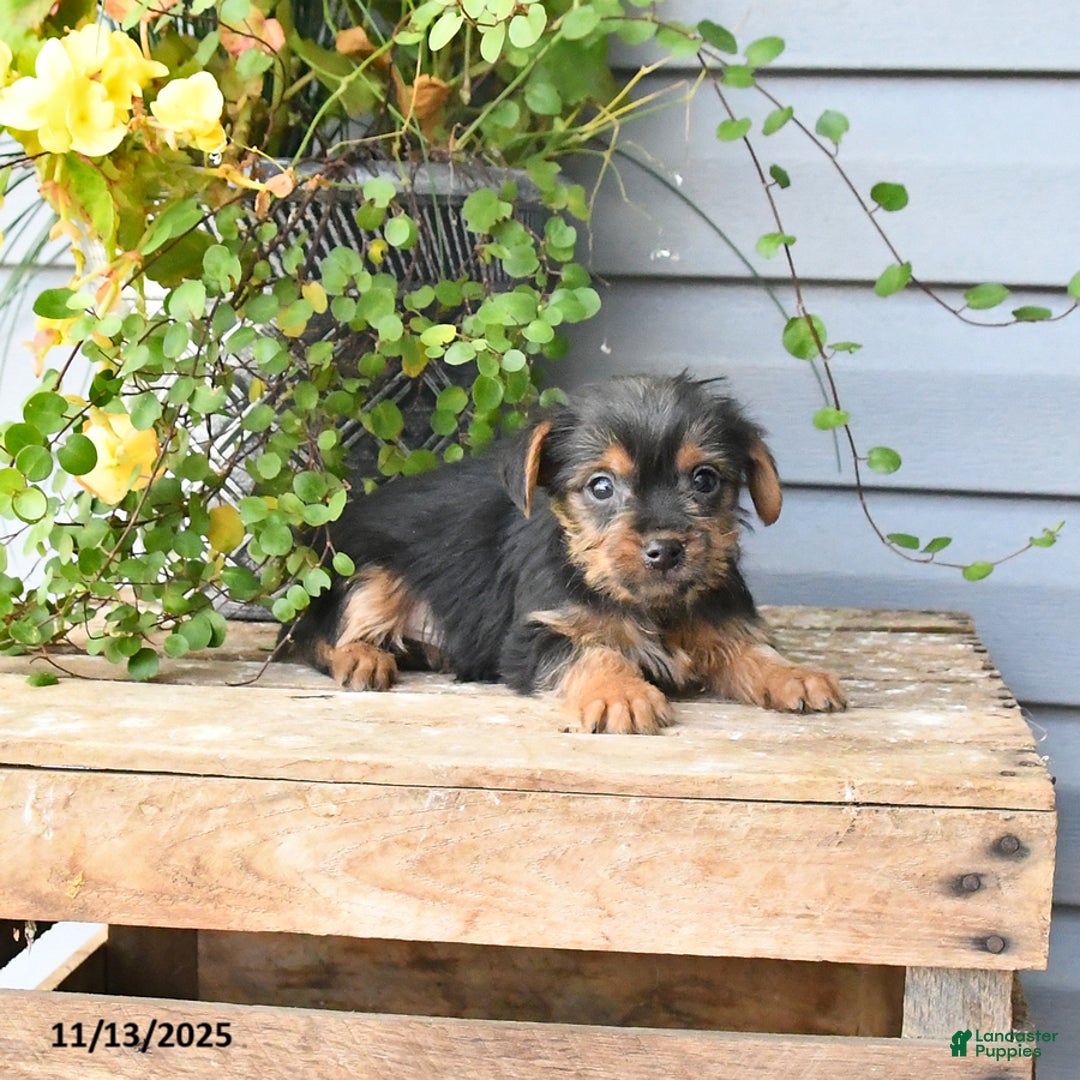 Yorkshire Terrier dogs for sale: Hershey - Ad 2