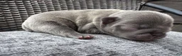 French Bulldog dogs for sale: French Bulldog 4 FEMALE - Ad 2