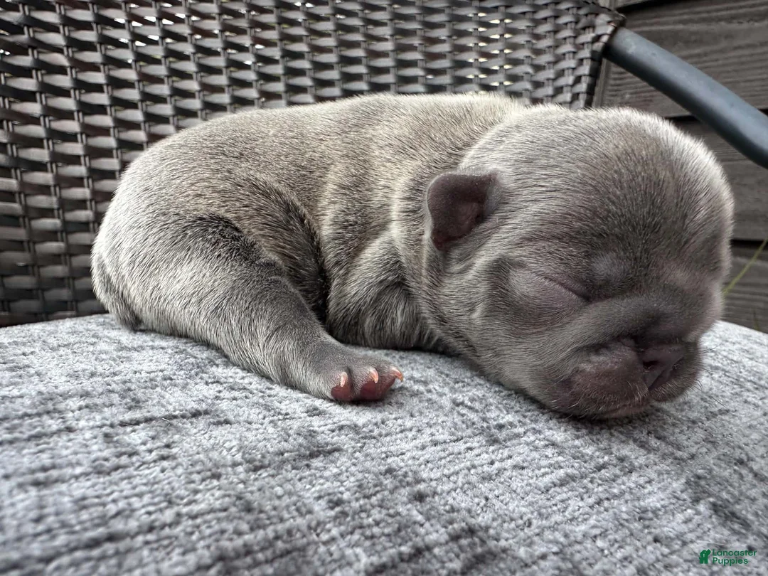 French Bulldog dogs for sale: French Bulldog 4 FEMALE - Ad 2