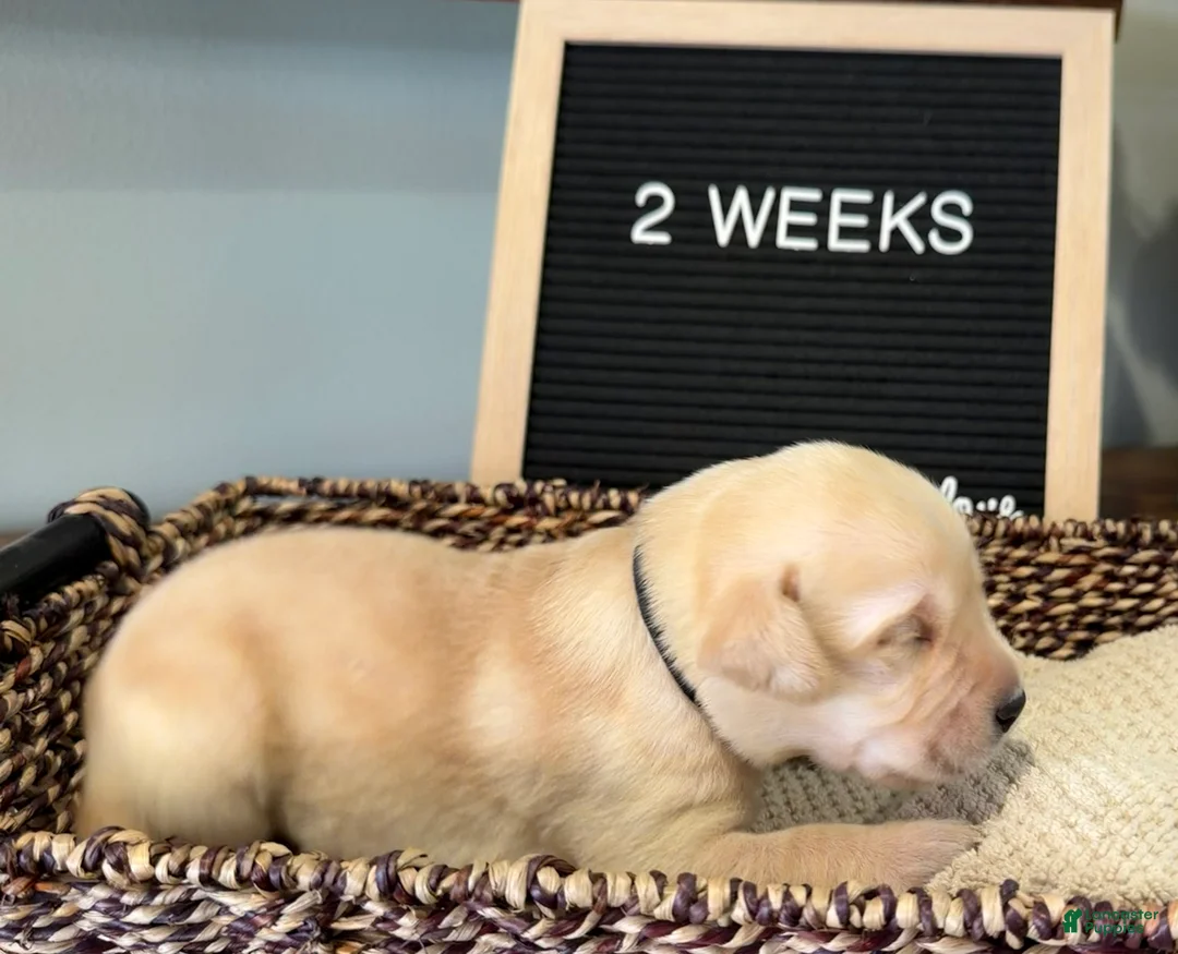 Labrador Retriever dogs for sale: Black - Ad 1