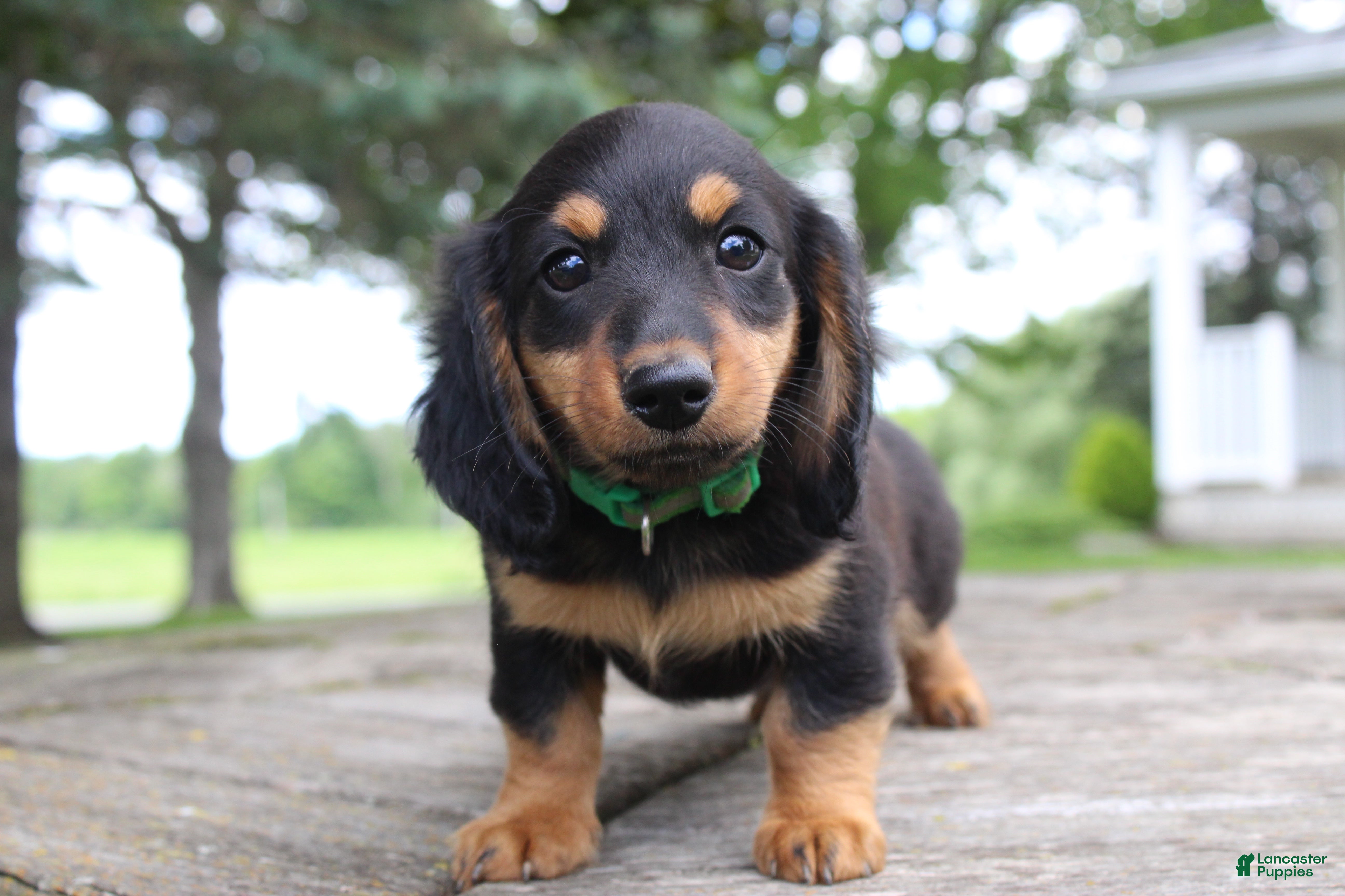Miniature Dachshund dogs Asher - Ad 1