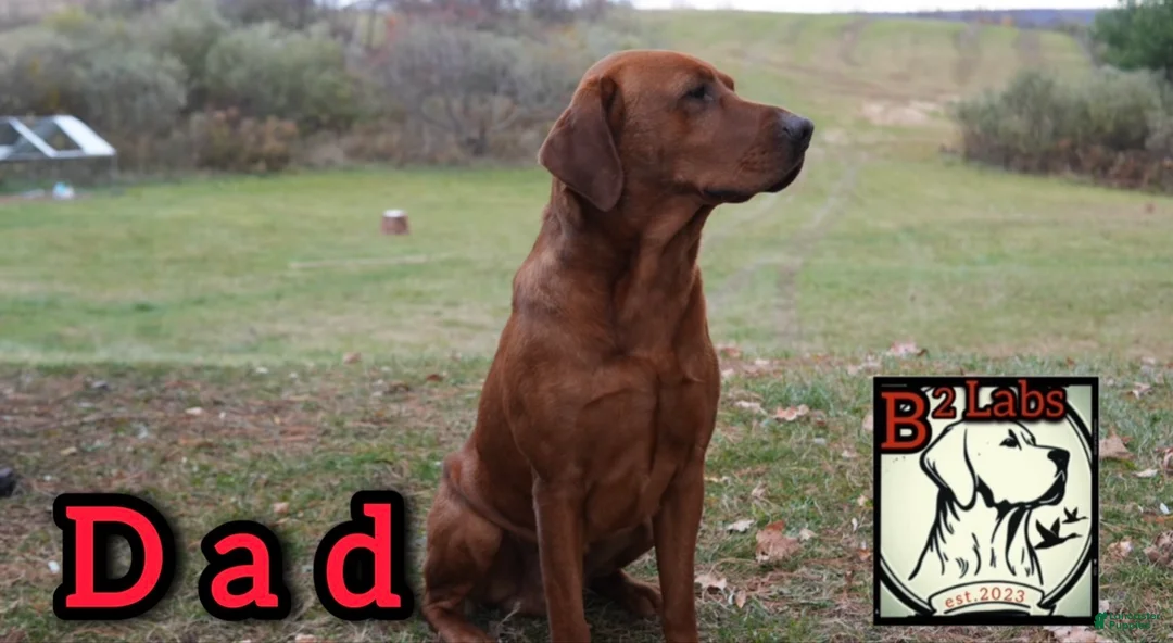 Labrador Retriever dogs for sale: Diesel  - Ad 3