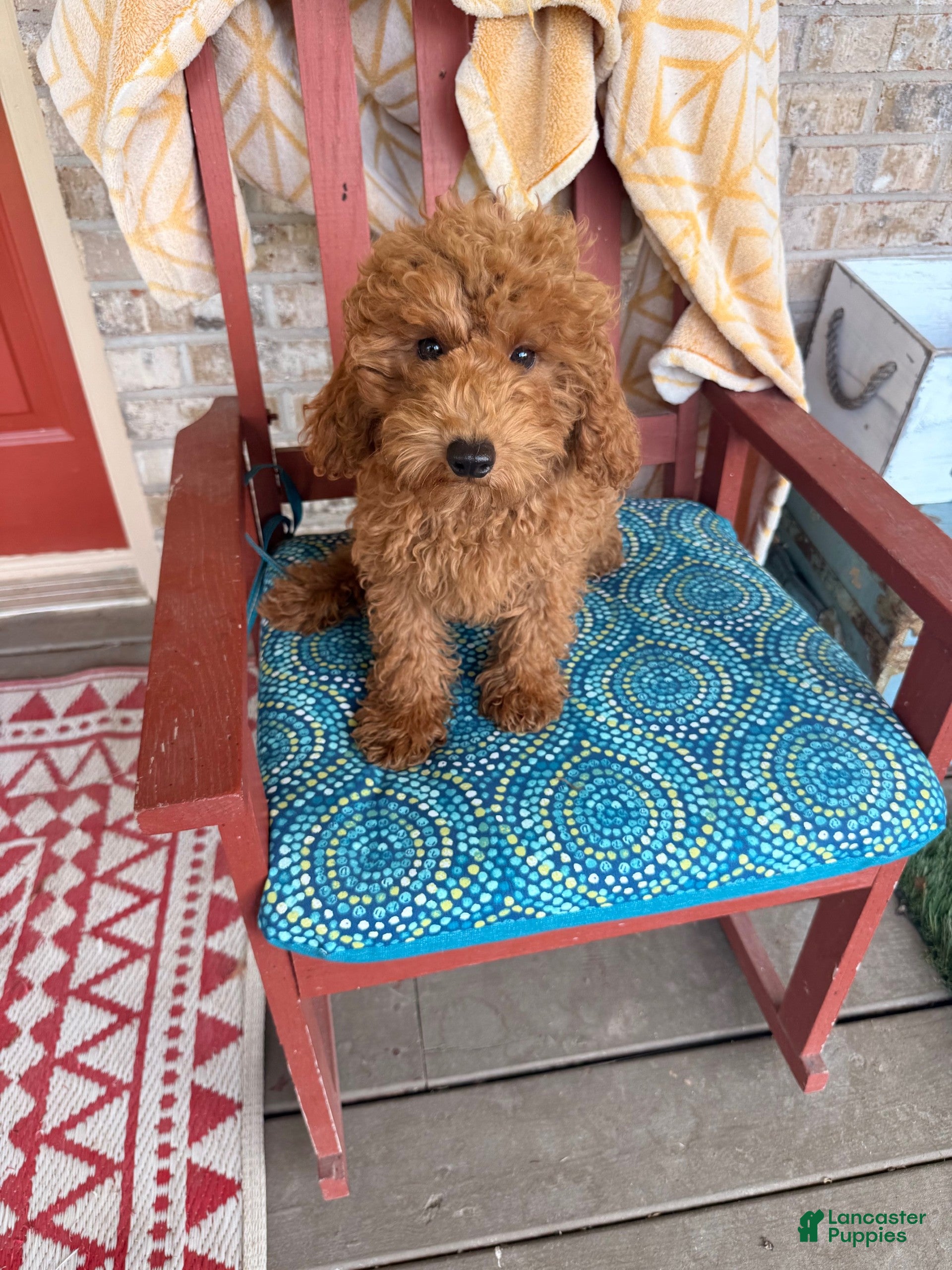 Mixed Breed dogs Terri - Ad 39