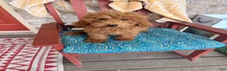 Mixed Breed dogs for sale: Terri - Ad 1