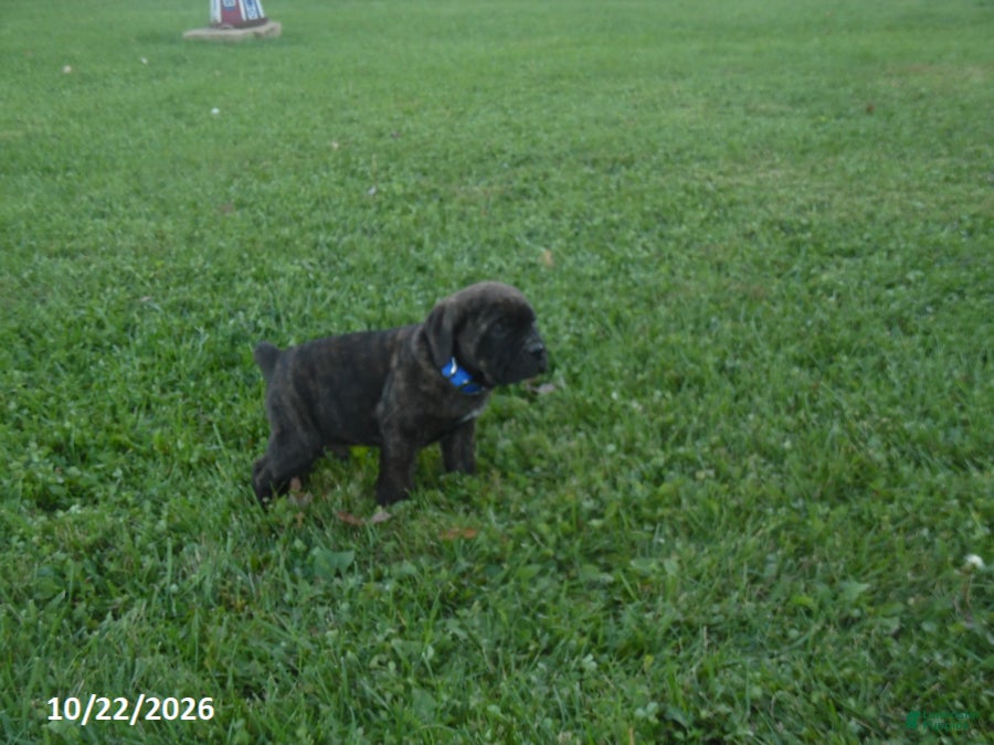 Cane Corso dogs for sale: Axle - Ad 2