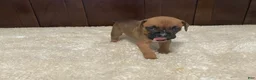 Boxer dogs for sale: Molly - Ad 8