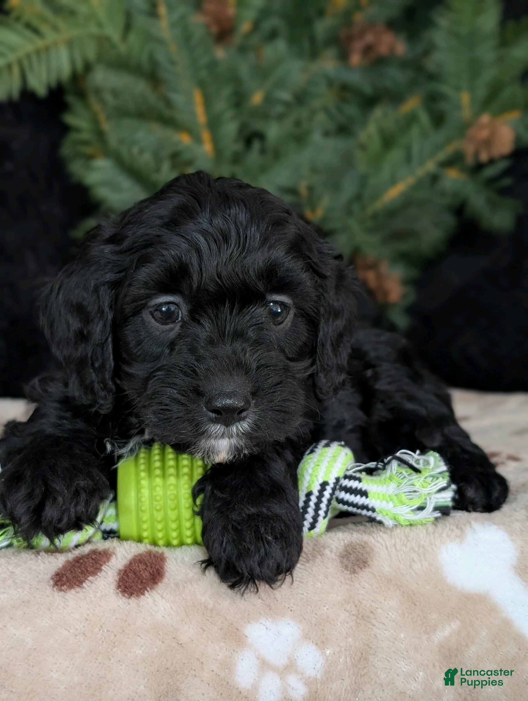Cavapoo dogs Barney  - Ad 33