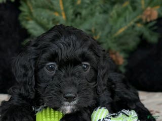 Cavapoo dogs Barney - Ad 19