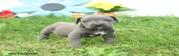 Cane Corso dogs for sale: Rookie - Ad 3