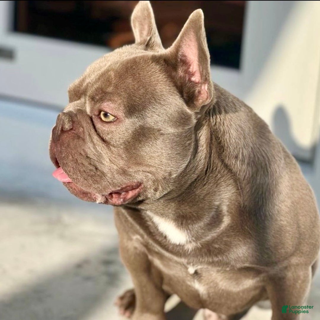 French Bulldog dogs for sale: Enzo - Ad 2