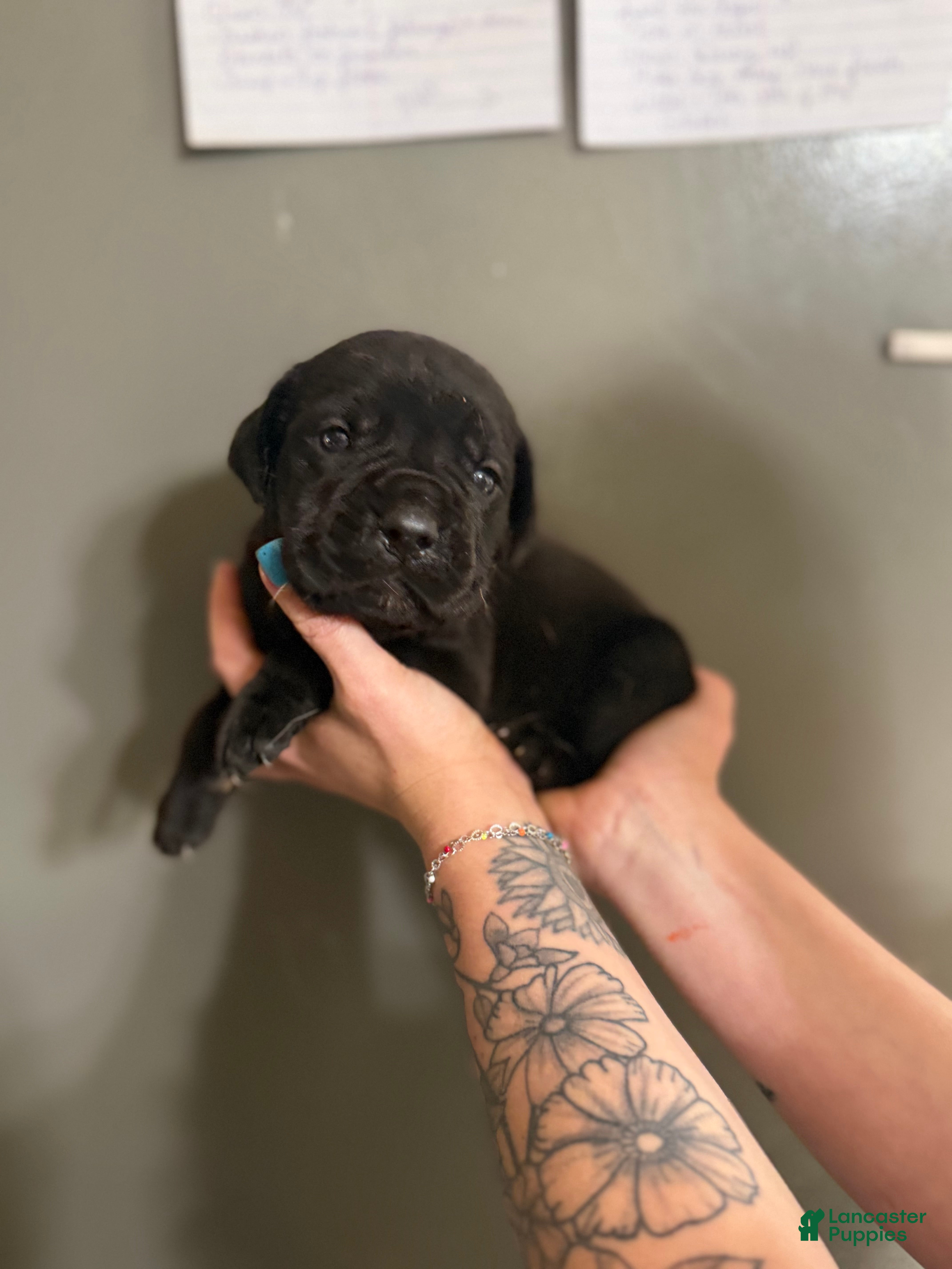 Cane Corso dogs NALA - Ad 17