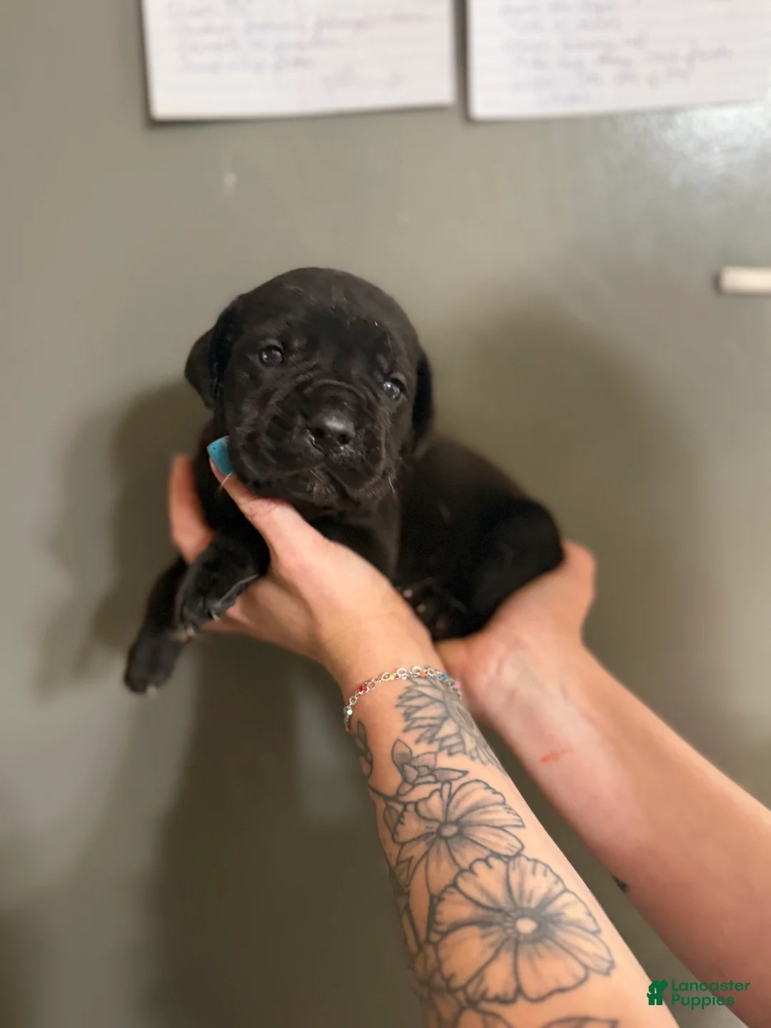 Cane Corso dogs for sale: NALA - Ad 1