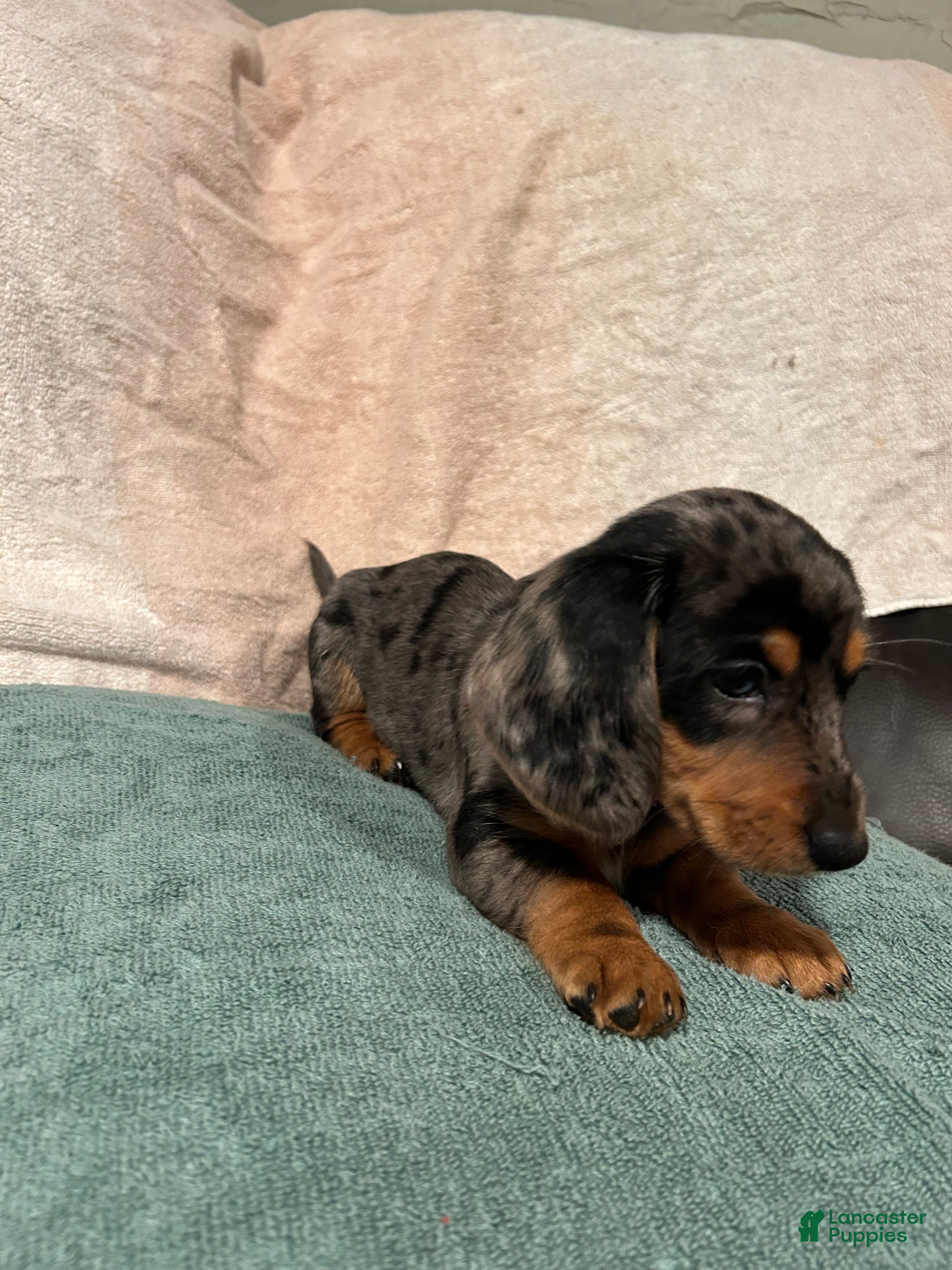 Mixed Breed dogs Violet - Ad 41