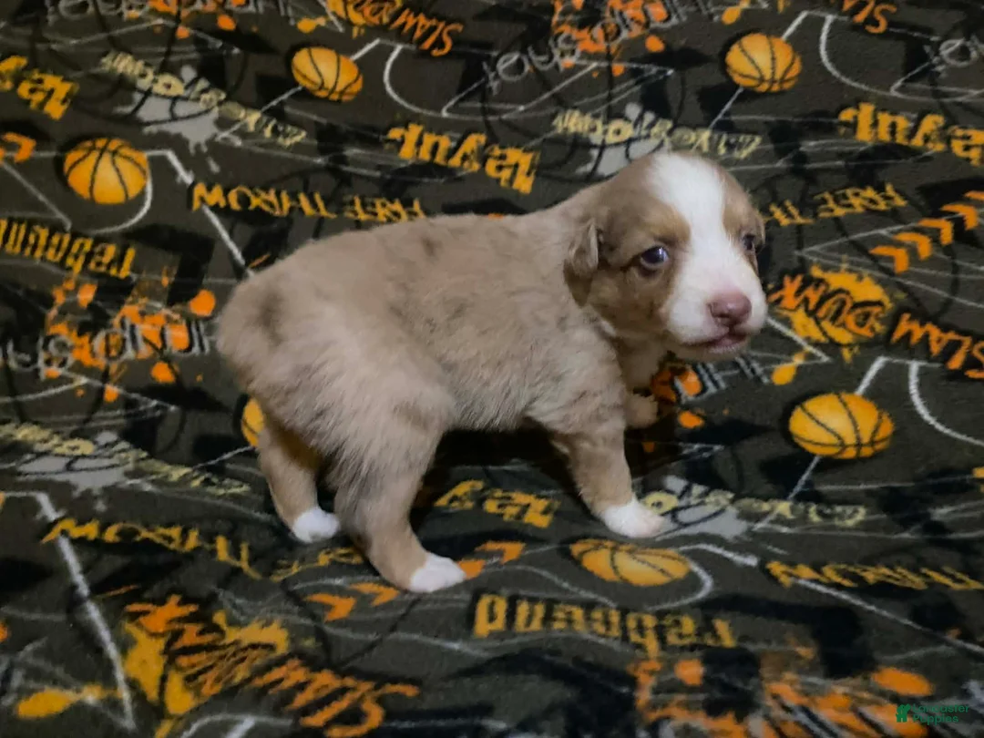 Australian Shepherd dogs for sale: Australian Shepherd Puppy 4 - Ad 2